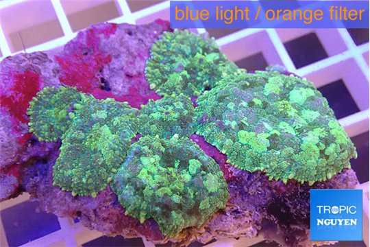 Rhodactis tricolor 7-10 cm WYSIWYG acclimaté