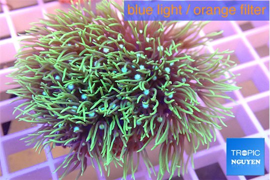 Pachyclavularia neon green 4-6 cm WYSIWYG acclimaté