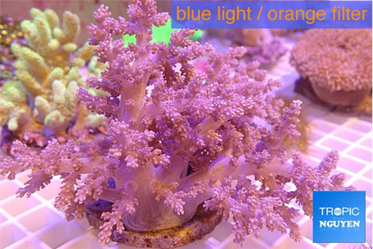 Lithophyton pinky 8-16 cm WYSIWYG acclimaté