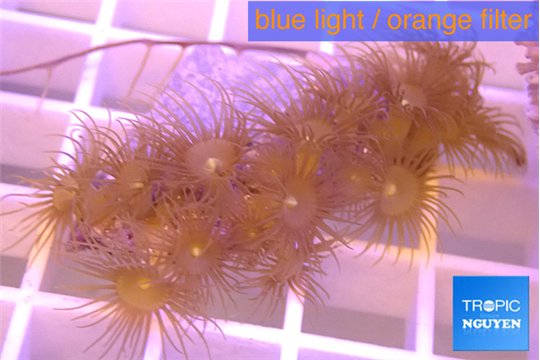 Parazoanthus gracilis yellow 3-5 cm WYSIWYG acclimaté