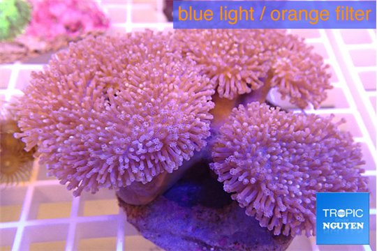 Sarcophyton multi body 8-12 cm WYSIWYG acclimaté