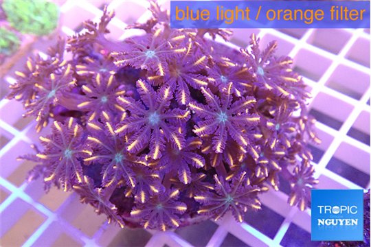 Clavularia papaya orange 8-12 cm WYSIWYG acclimaté