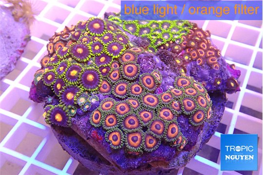 Zoanthus garden premium 8-12 cm WYSIWYG acclimaté