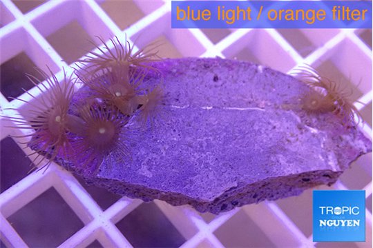 Parazoanthus gracilis yellow 3-5 cm WYSIWYG acclimaté