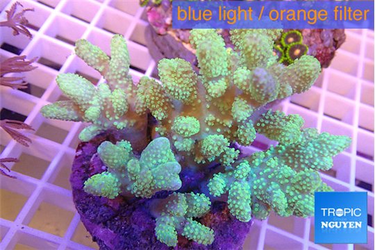 Sinularia mollis green 8-14 cm WYSIWYG acclimaté