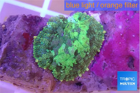 Rhodactis tricolor 1 polyp WYSIWYG acclimaté