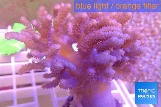 Cladellia long finger 9-14 cm WYSIWYG acclimaté