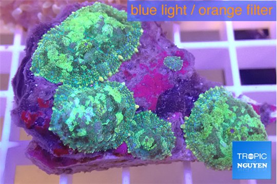 Rhodactis tricolor 4 polyps WYSIWYG acclimaté