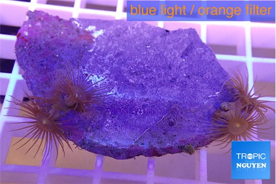 Parazoanthus gracilis yellow 4 polyps WYSIWYG acclimaté