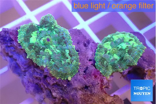 Rhodactis tricolor 3 polyps WYSIWYG acclimaté