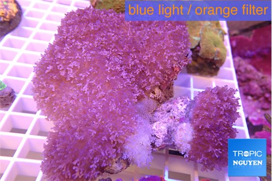 Rhodactis long hair 8-12 cm WYSIWYG acclimaté