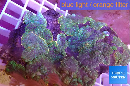 Rhodactis purple green 9-14 cm WYSIWYG acclimaté