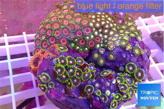 Zoanthus garden premium 8-12 cm WYSIWYG acclimaté