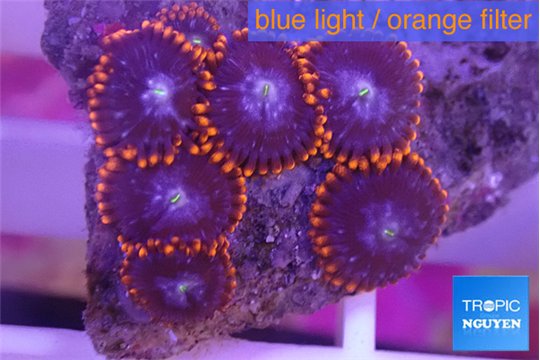 Zoanthus red blue 2-3 cm WYSIWYG acclimaté
