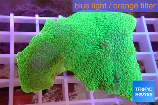 Rhodactis mussoides green 5-7 cm WYSIWYG acclimaté