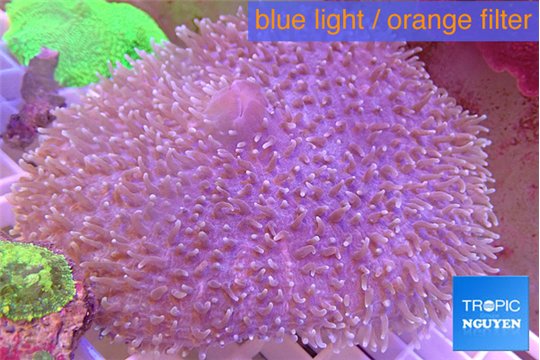 Amplexidiscus fenestrafer 8-16 cm WYSIWYG acclimaté