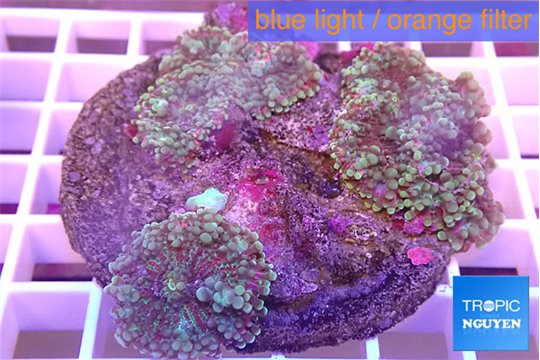 Ricordea yuma green purple 7-10 cm WYSIWYG acclimaté