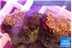 Ricordea red 2 polyps WYSIWYG acclimaté