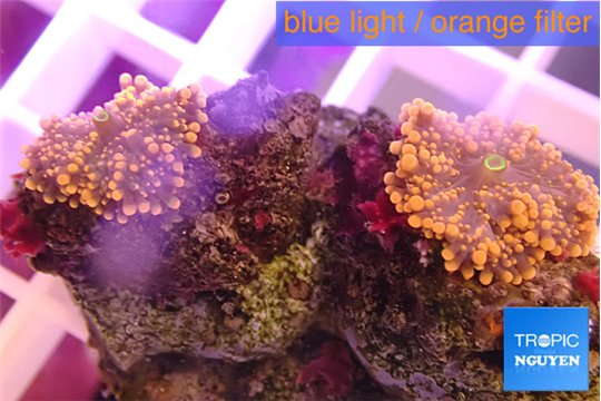 Ricordea red 2 polyps WYSIWYG acclimaté