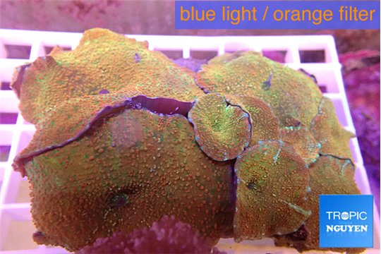 Discosoma golden fusion 7-12 cm WYSIWYG acclimaté