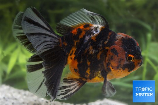 Tête de lion tiger 12-14 cm WYSIWYG acclimaté