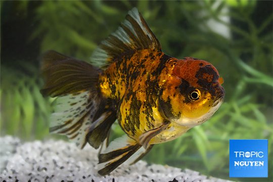 Tête de lion tiger 12-14 cm WYSIWYG acclimaté