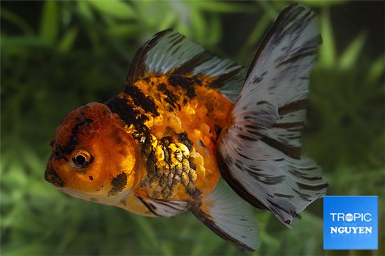 Tête de lion tiger 12-14 cm WYSIWYG acclimaté