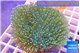 Sarcophyton polyps green & white tips 4-6 cm WYSIWYG acclimaté