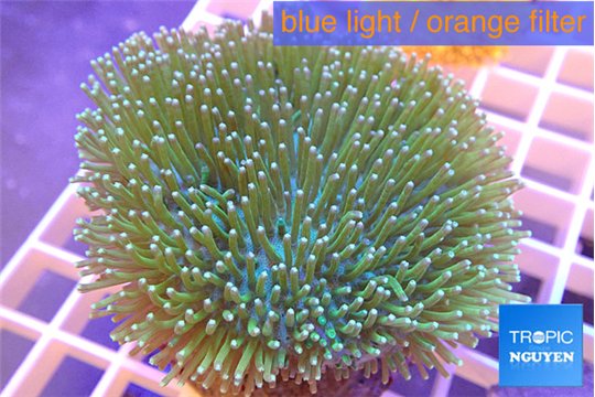 Sarcophyton polyps green & white tips 4-6 cm WYSIWYG acclimaté