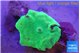 Discosoma green 1 polyp WYSIWYG acclimaté