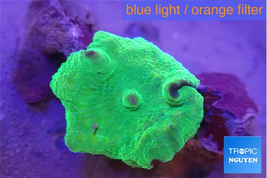 Discosoma green 1 polyp WYSIWYG acclimaté