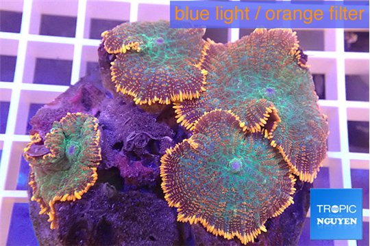 Rhodactis green fire forest 8-12 cm WYSIWYG acclimaté