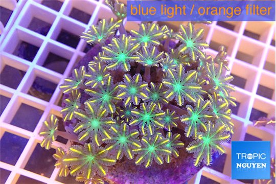 Clavularia papaya orange green 8-12 cm WYSIWYG acclimaté