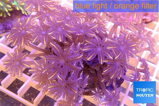 Clavularia papaya orange 8-12 cm WYSIWYG acclimaté