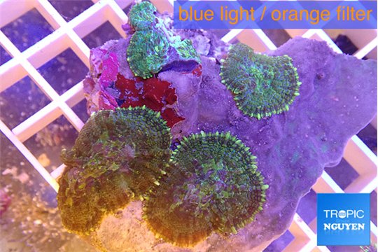 Rhodactis green purple 6-9 cm WYSIWYG acclimaté