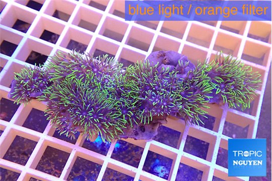 Pachyclavularia neon green 6-8 cm WYSIWYG acclimaté