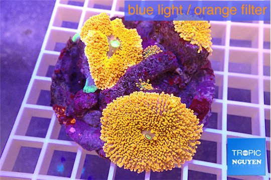 Ricordea yuma red 3 polyps WYSIWYG acclimaté