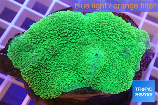 Rhodactis mussoides green 5-7 cm WYSIWYG acclimaté