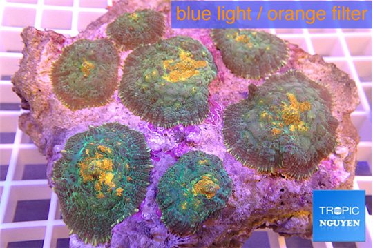 Rhodactis magma 8-12 cm WYSIWYG acclimaté