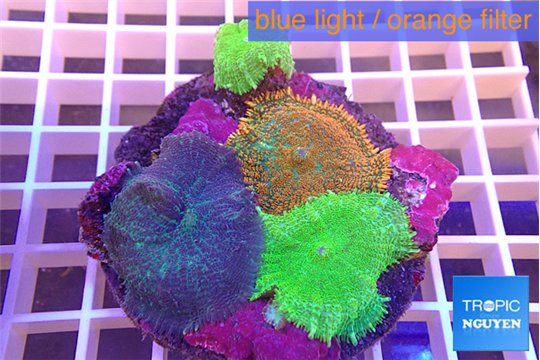 Rhodactis garden 4 polyps WYSIWYG acclimaté