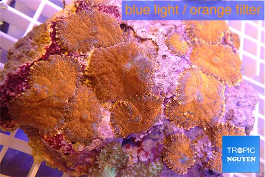 Rhodactis red fire 9-14 cm WYSIWYG acclimaté