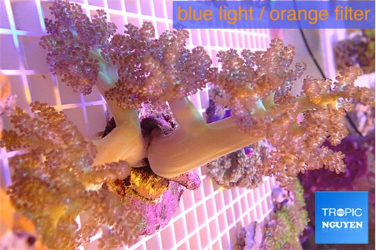 Capnella 7-14 cm WYSIWYG acclimaté