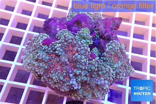 Ricordea yuma red purple blue 6-10 cm WYSIWYG acclimaté