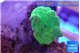 Discosoma green 1 polyp WYSIWYG acclimaté