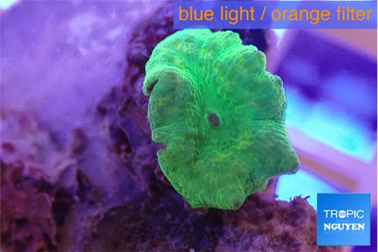 Discosoma green 1 polyp WYSIWYG acclimaté