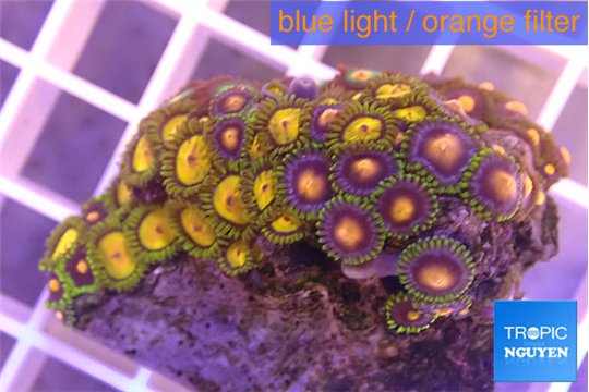 Zoanthus orange 3-5 cm WYSIWYG acclimaté