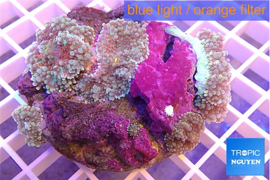 Ricordea yuma purple green 6-10 cm WYSIWYG acclimaté