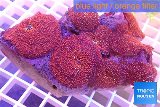 Discosoma red galaxy 7-11 cm WYSIWYG acclimaté