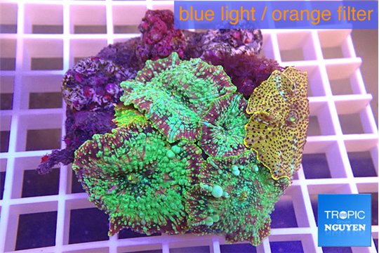 Discosoma premium 6-11 cm WYSIWYG acclimaté