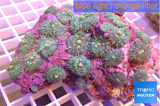 Rhodactis green yellow spot 9-14 cm WYSIWYG acclimaté